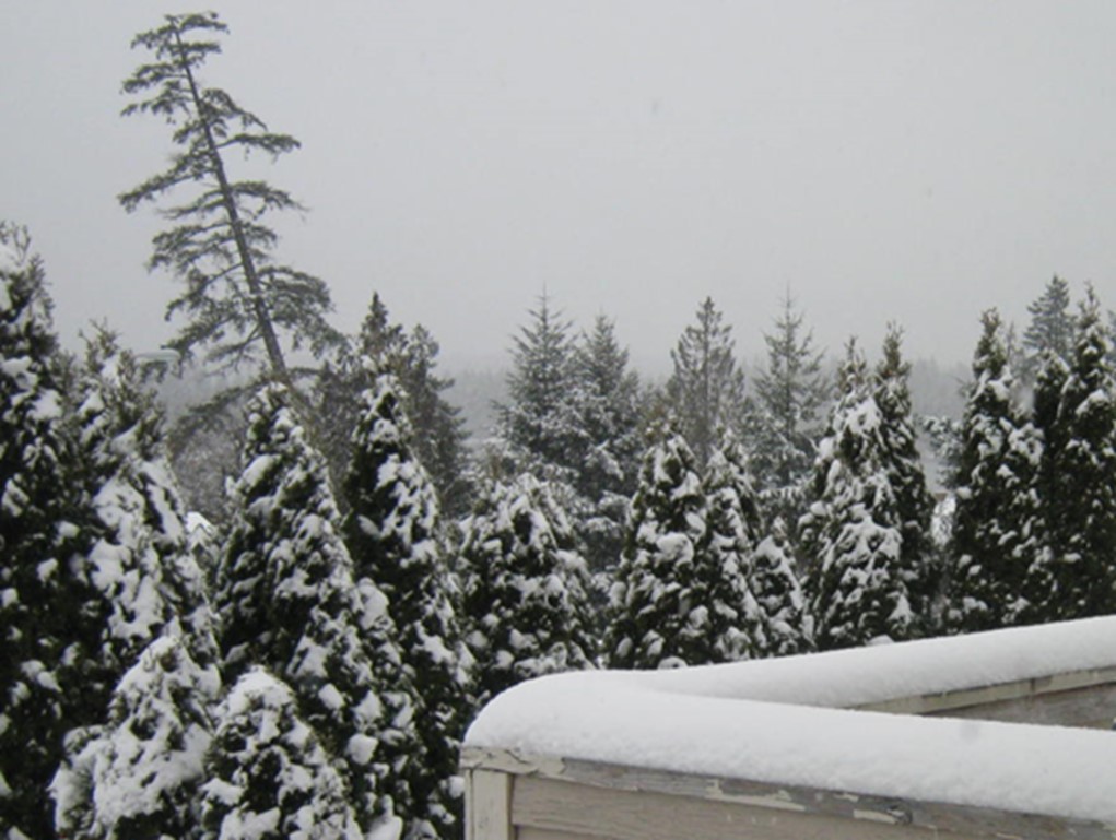 A picture containing tree, outdoor, sky, snow.