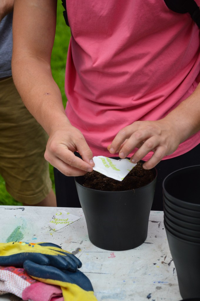 A student holds a packet of seeds above his pot, preparing to tap some seeds into the soil.