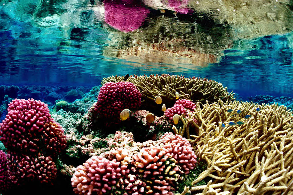 Image of coral reef with small fish swimming around in it. 